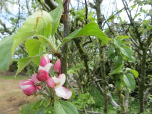 fleurjardin
